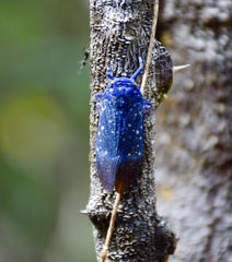 Jamaicastes cubana