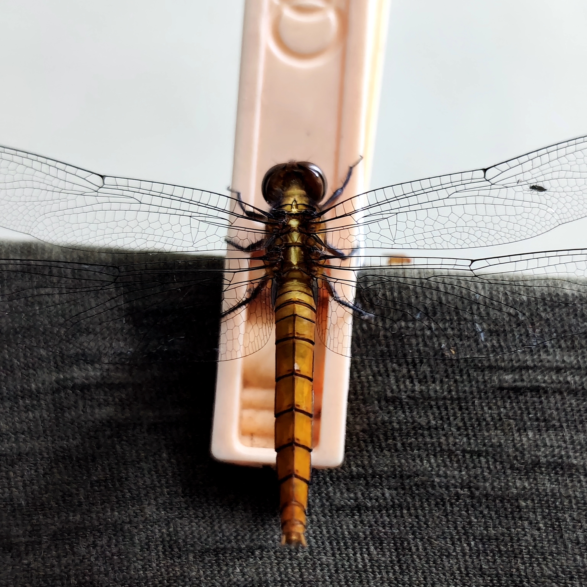 Spine-Tufted Skimmer