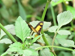 Acraea acerata