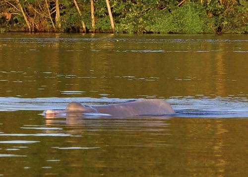 Amazon River Dolphin