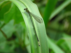 Pseudagrion melanicterum