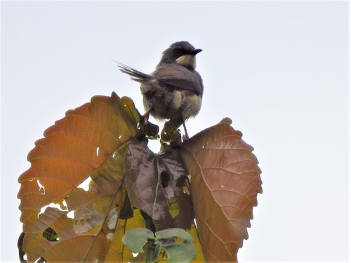 White-chinned Prinia (Schistolais leucopogon), photo 10
