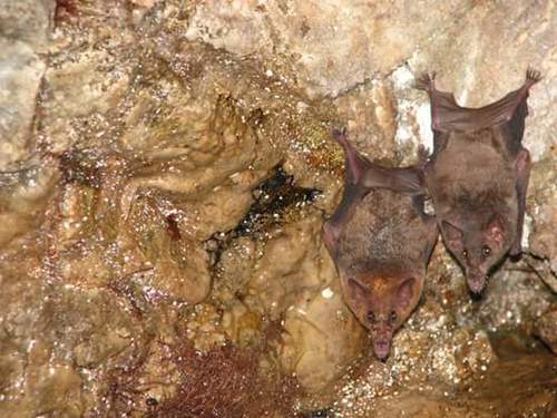 Mexican Long-tongued Bat