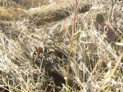 Aphonopelma caniceps