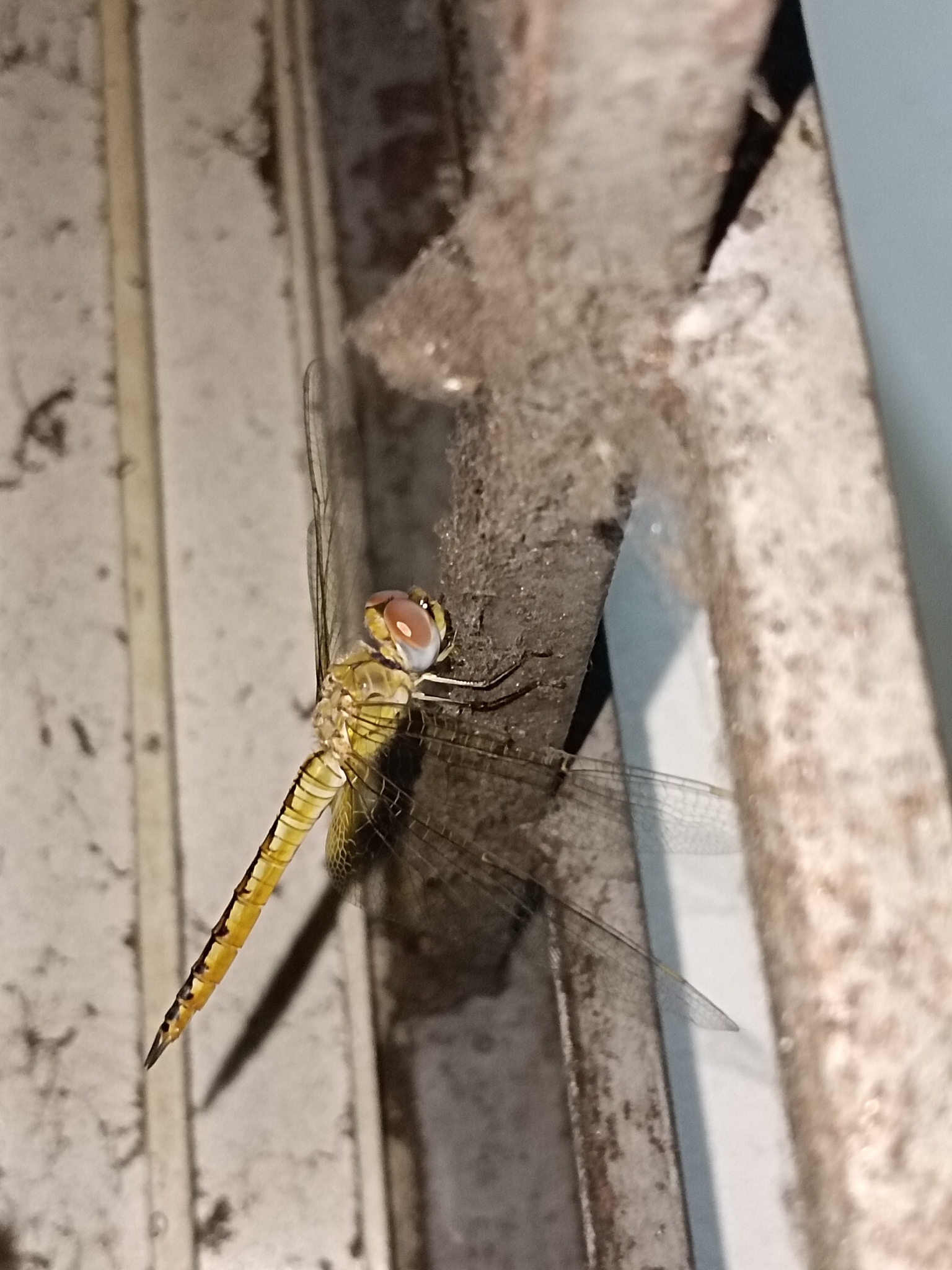 Globe Skimmer