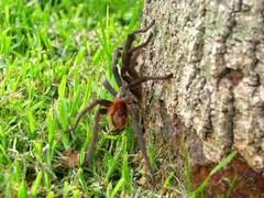 Aphonopelma caniceps