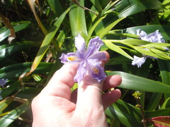 Iris confusa
