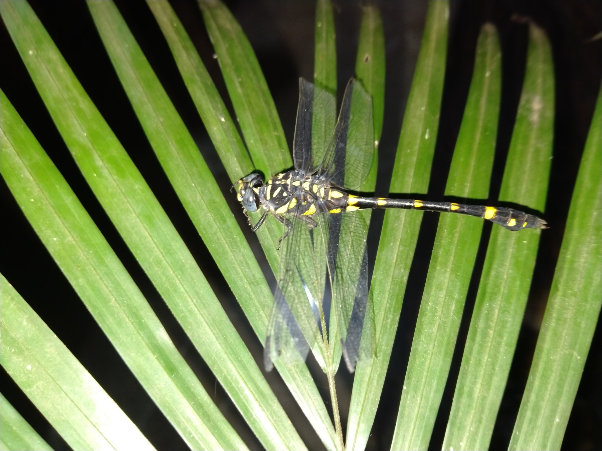 Indian Common Clubtail