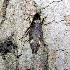 Tettigidea lateralis