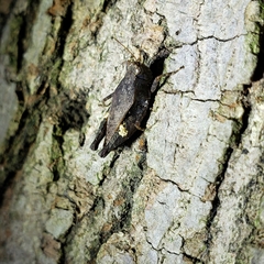 Tettigidea lateralis
