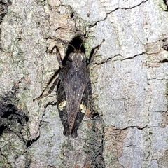 Tettigidea lateralis
