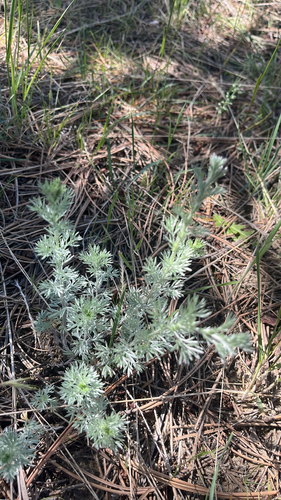iNaturalist observation 2025-05-26