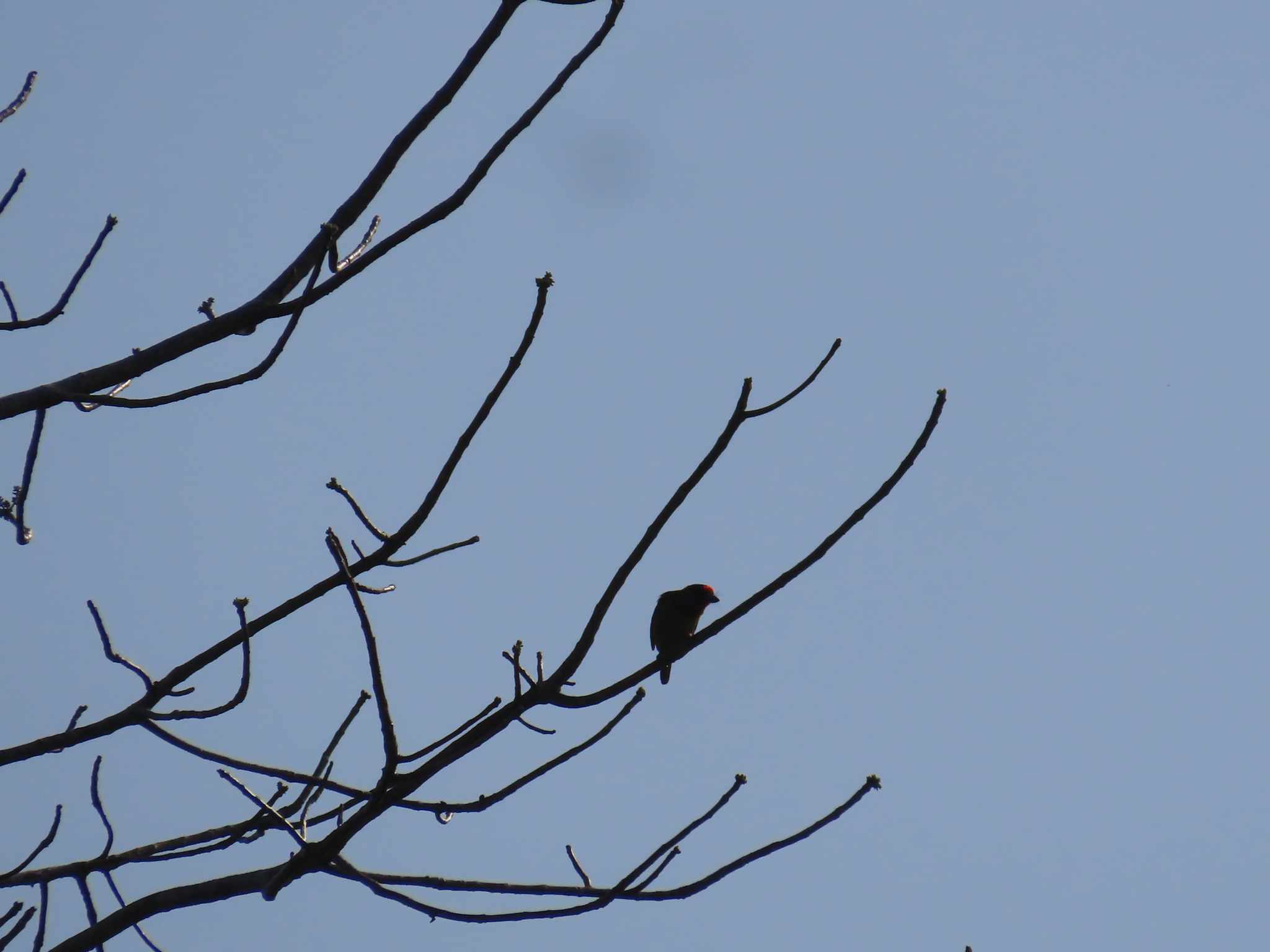 Malabar Barbet (Psilopogon malabaricus), photo 4