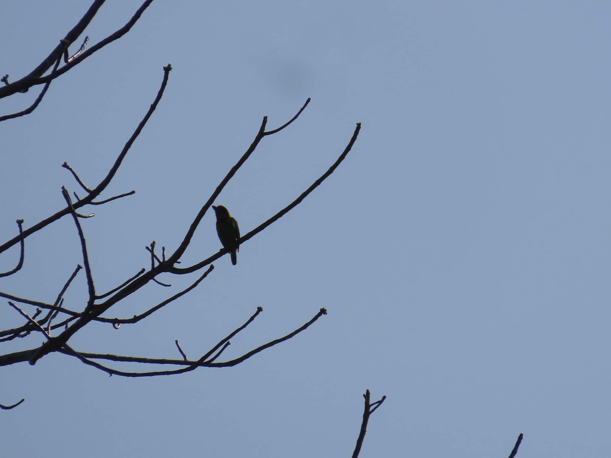 Malabar Barbet (Psilopogon malabaricus), photo 5