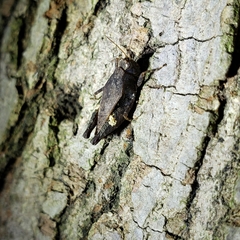 Tettigidea lateralis