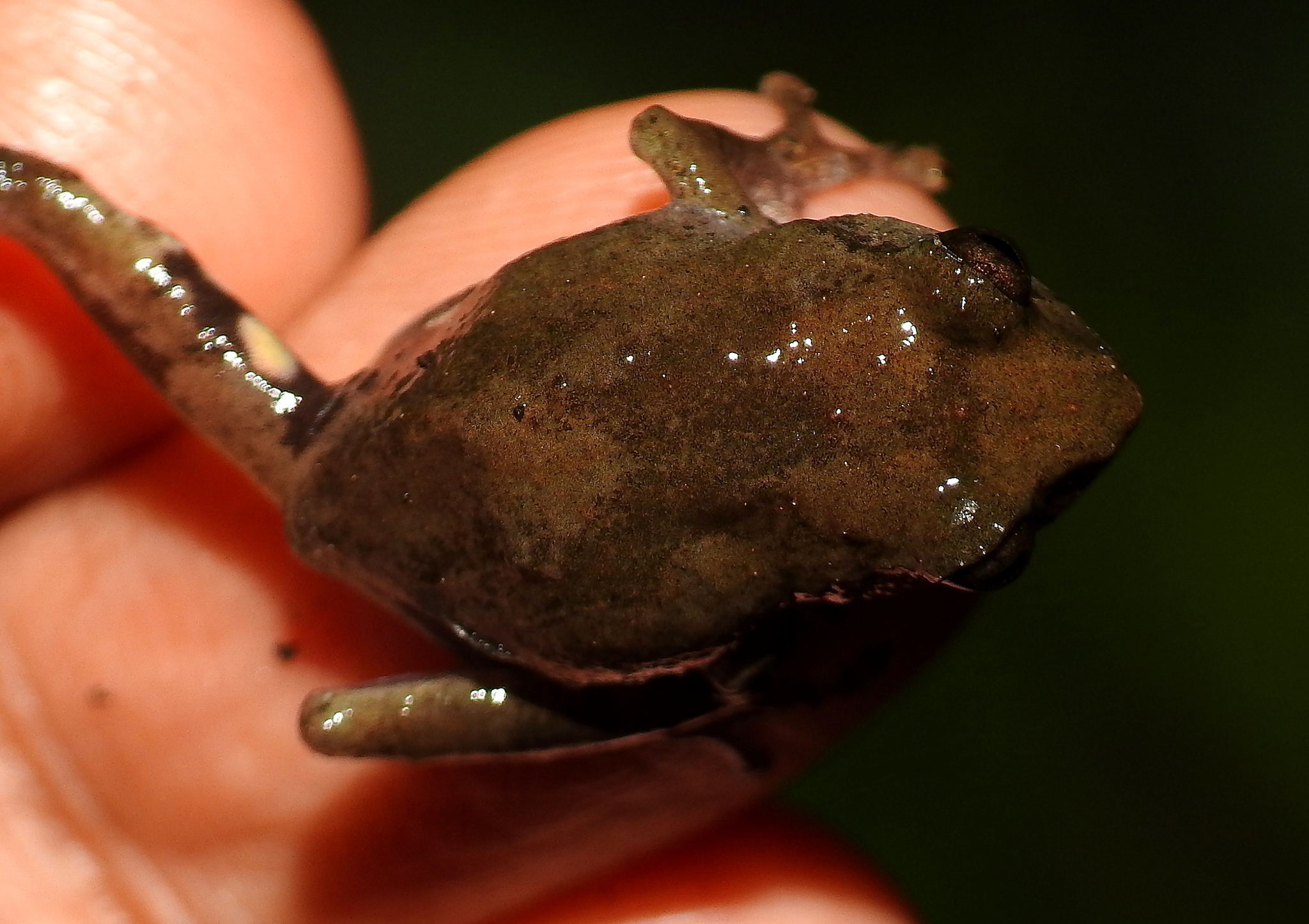 Kokan Bush Frog