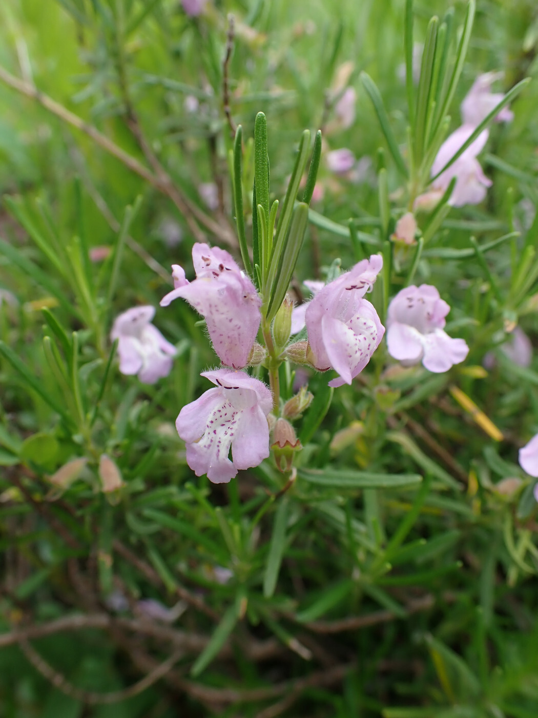 Imagem de Conradina verticillata