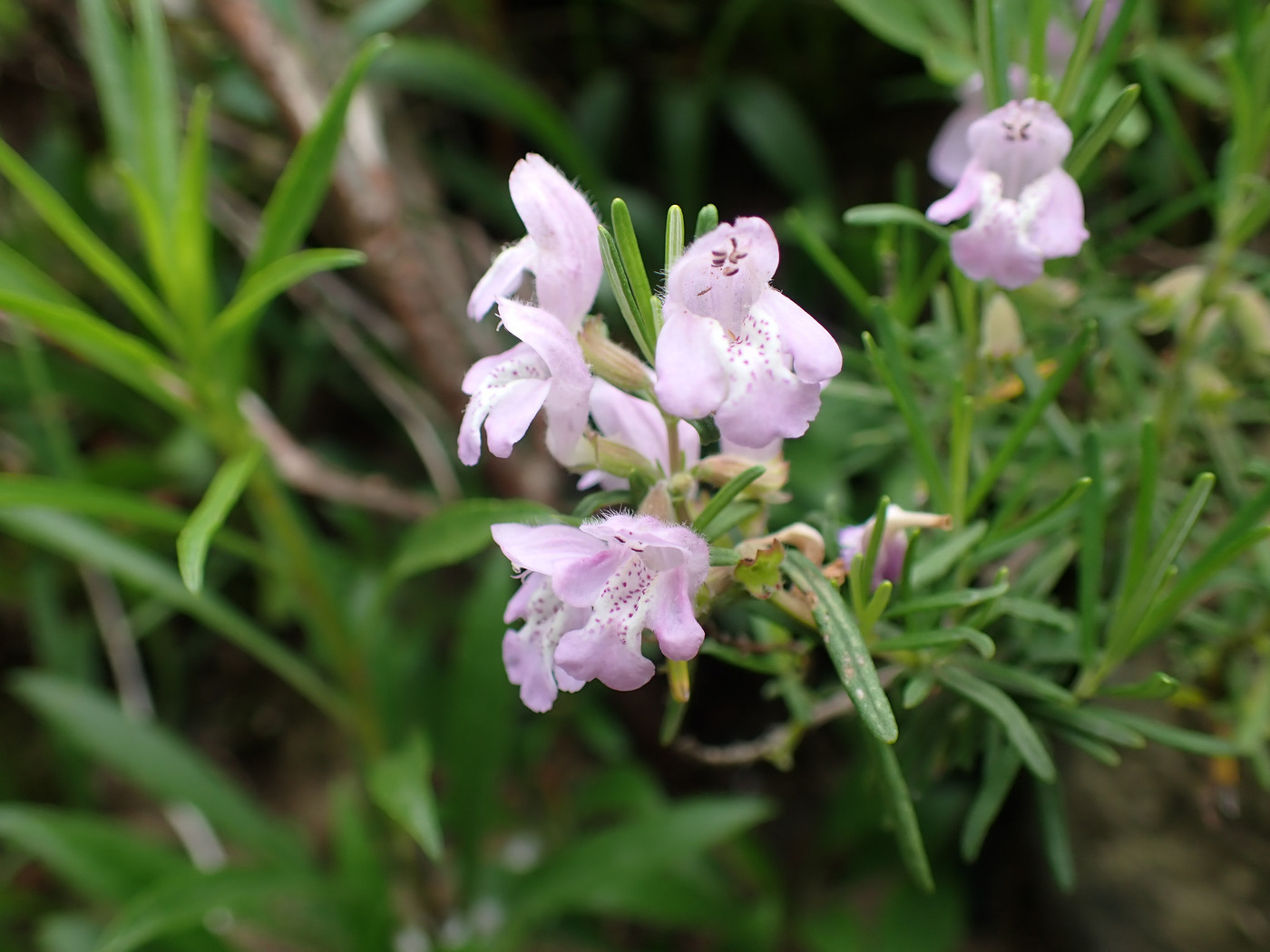 Imagem de Conradina verticillata