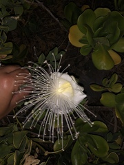 Capparis sandwichiana
