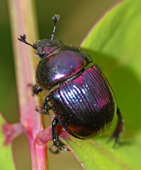 Phelotrupes auratus