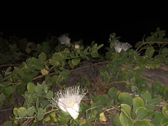 Capparis sandwichiana