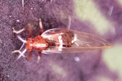 Bactericera antennata