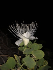 Capparis sandwichiana
