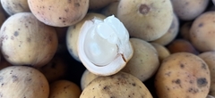 Lansium domesticum