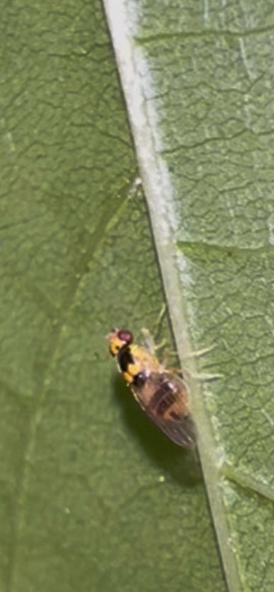 Gaurax dorsalis