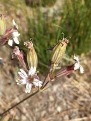 Silene douglasii