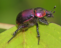 Phelotrupes auratus