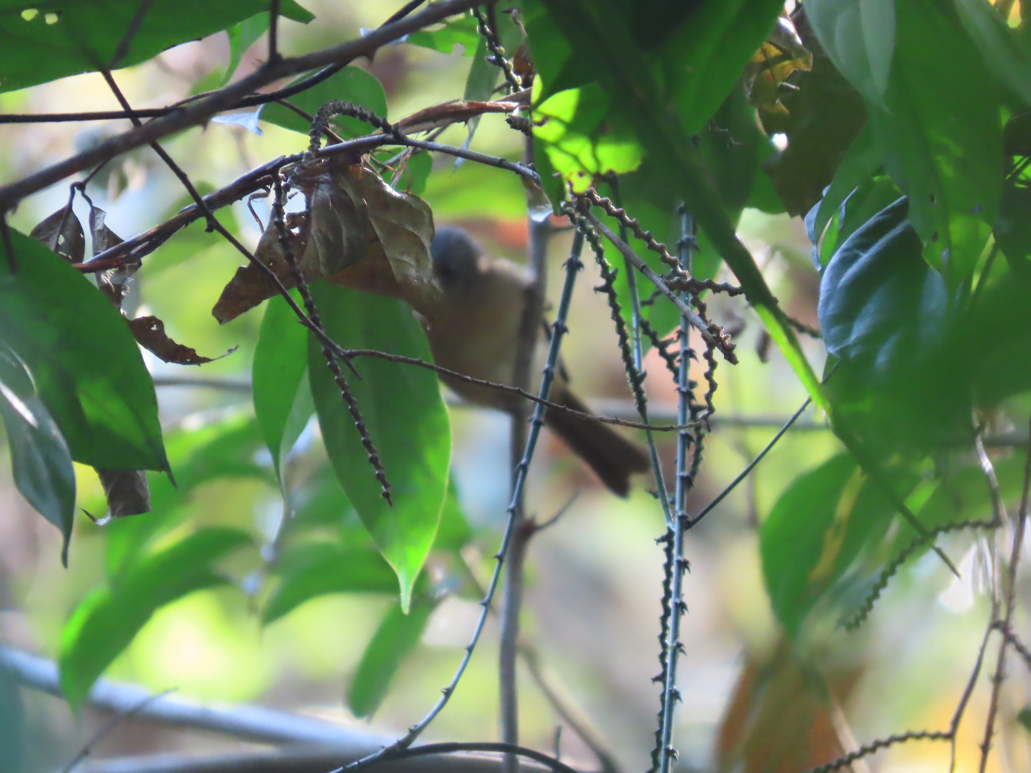 Brown-cheeked Fulvetta (Alcippe poioicephala), photo 9