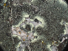 Dimelaena
