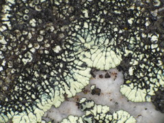 Dimelaena