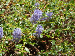 Ceanothus parvifolius