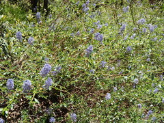 Ceanothus parvifolius