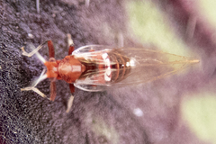 Bactericera antennata