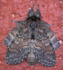 Peridea bordeloni