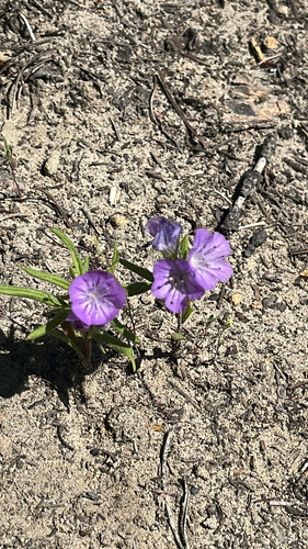 iNaturalist observation 2025-05-26