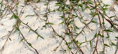 Digitaria didactyla