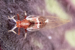 Bactericera antennata