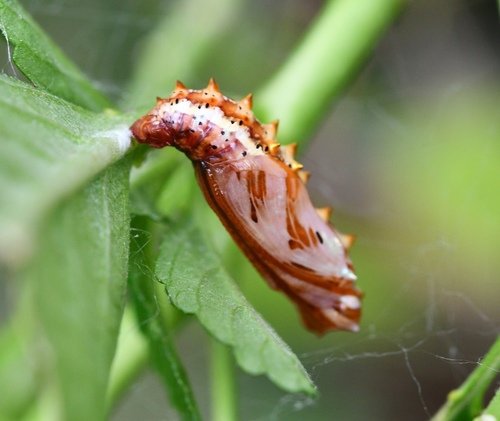 Mexican Fritillary
