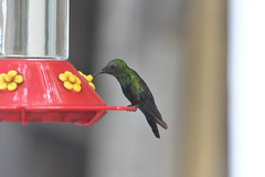 Eulampis holosericeus