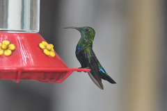 Eulampis holosericeus