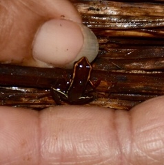 Eleutherodactylus iberia