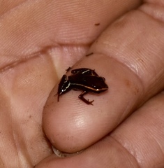 Eleutherodactylus iberia