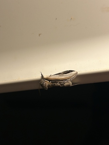 Black-rimmed Prominent photo 5