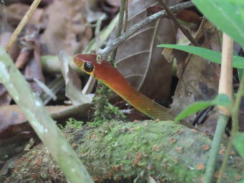 Wynad Keelback