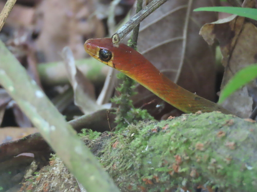 Wynad Keelback