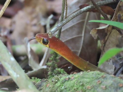 Wynad Keelback